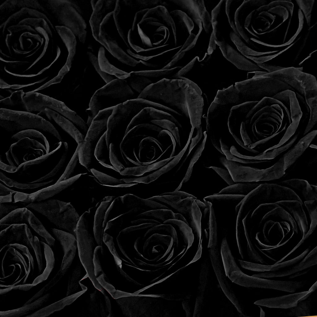 Dark Rose Stock Video Footage for Free Download