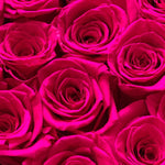 mini-6-roses-hot-pink90