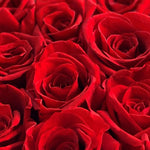 medium-12-roses-red64