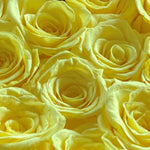 mini-6-roses-yellow168